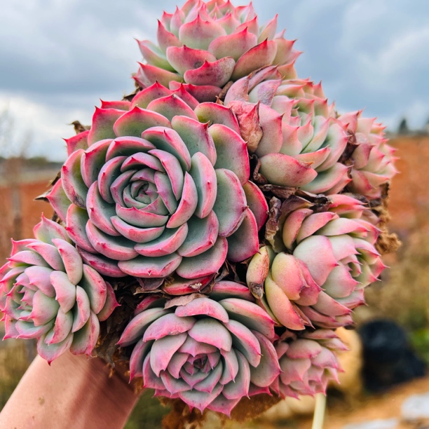 地栽小群生侧影15-16cm室内阳台好养易活