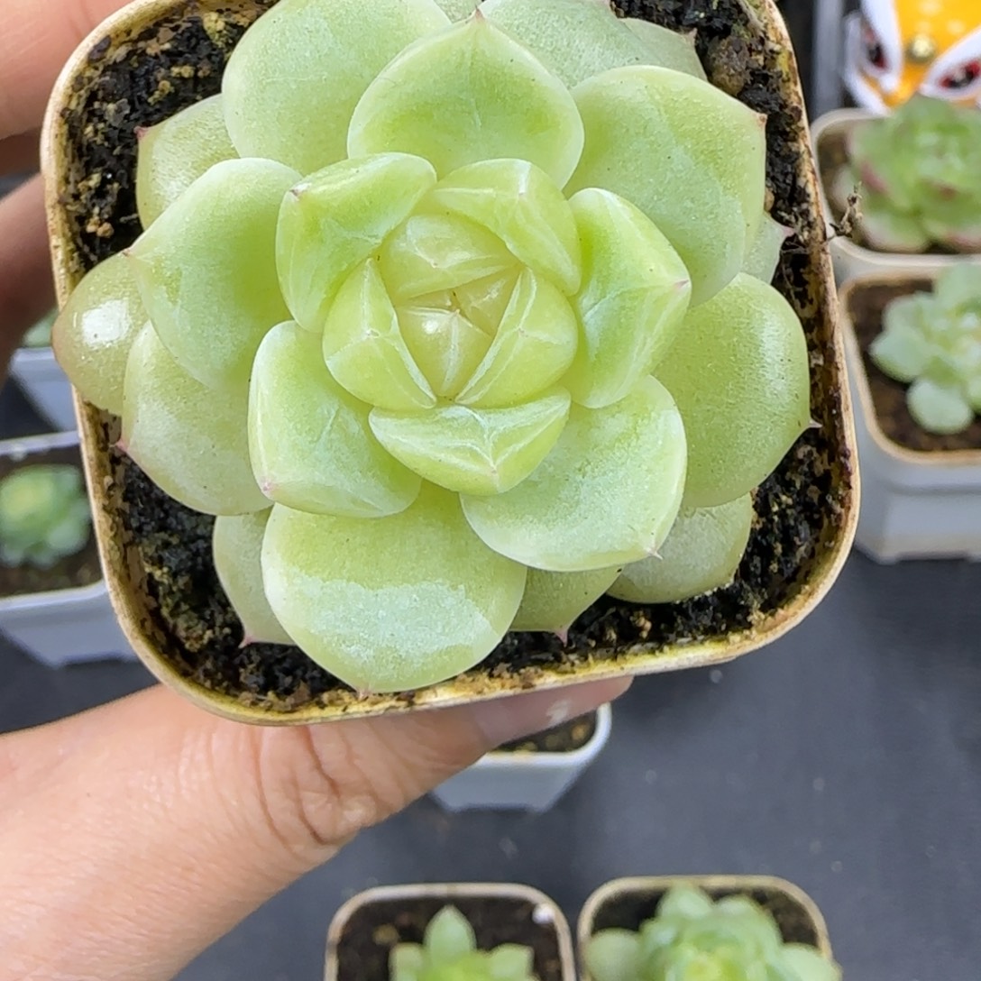 40东篱下多肉植物哈哈哈哈