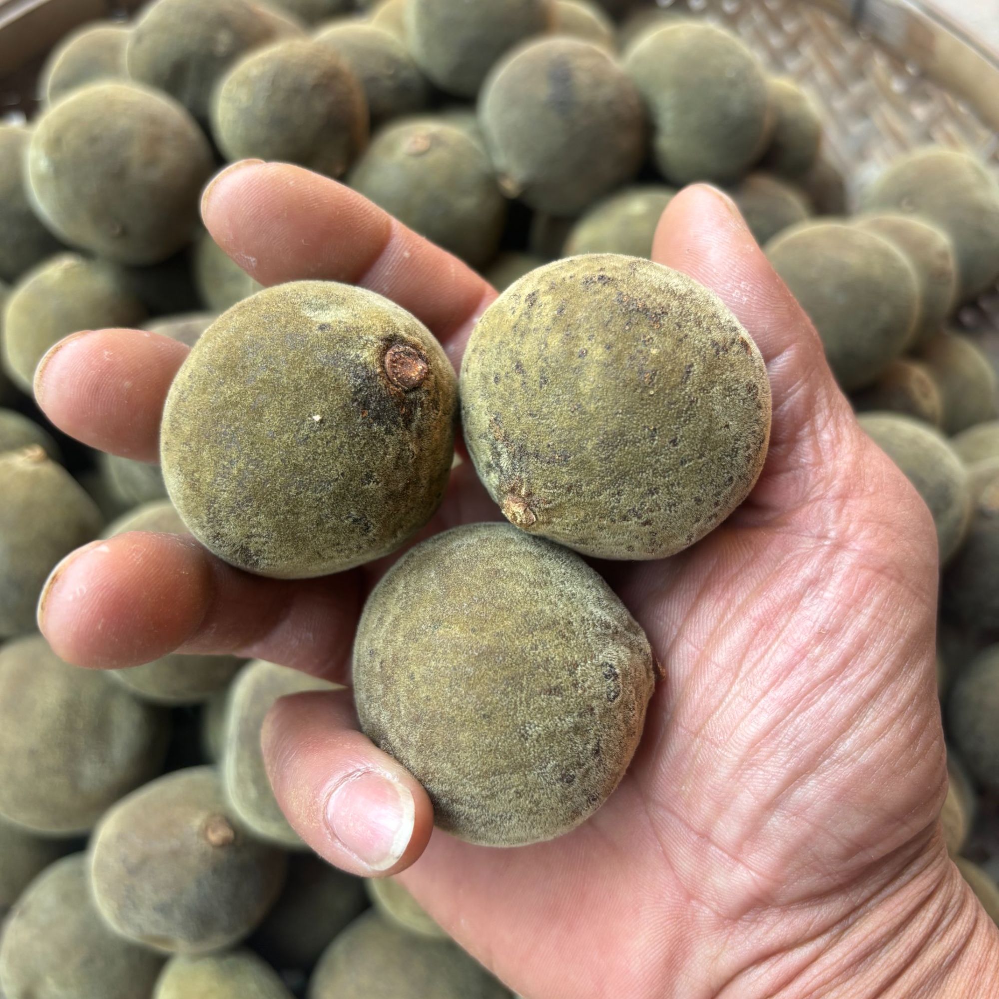 化州平定橘红/陈年化州橘红/原只发货可泡茶