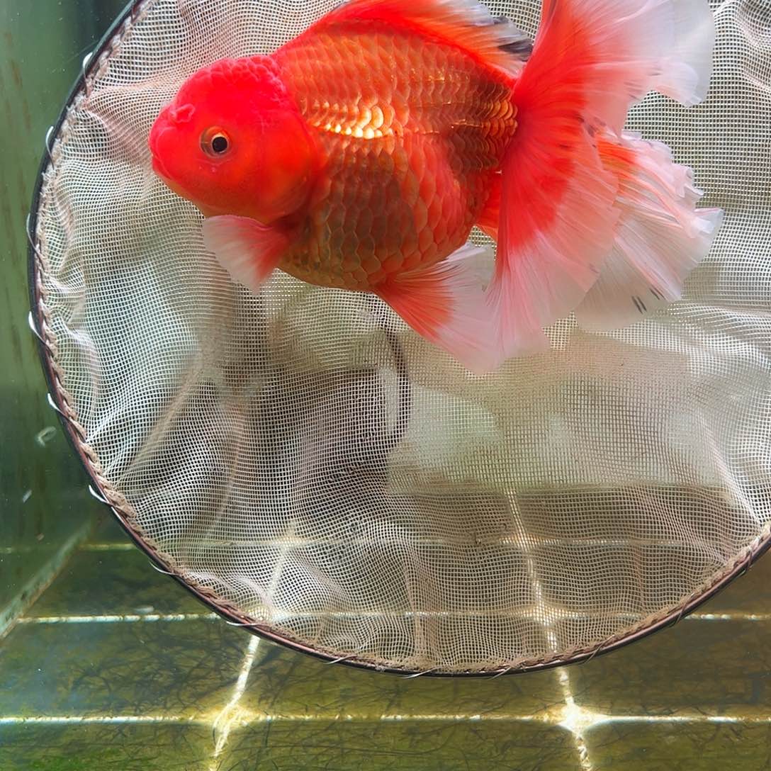 金鱼百褶泰狮亚成29