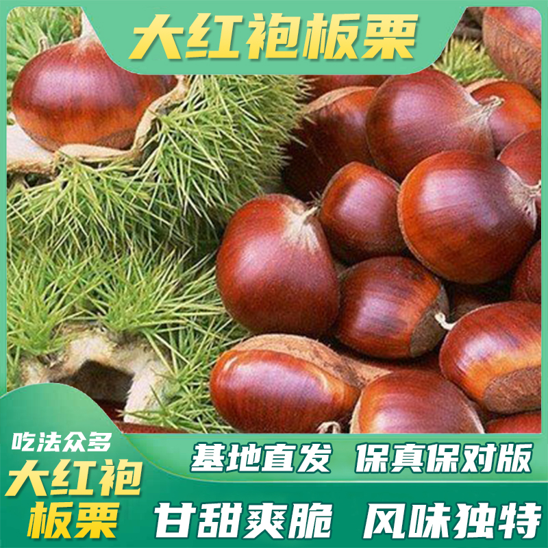 大红袍大果板票[精选裸根苗] 嫁接果苗地栽园林盆栽幼苗南方种植