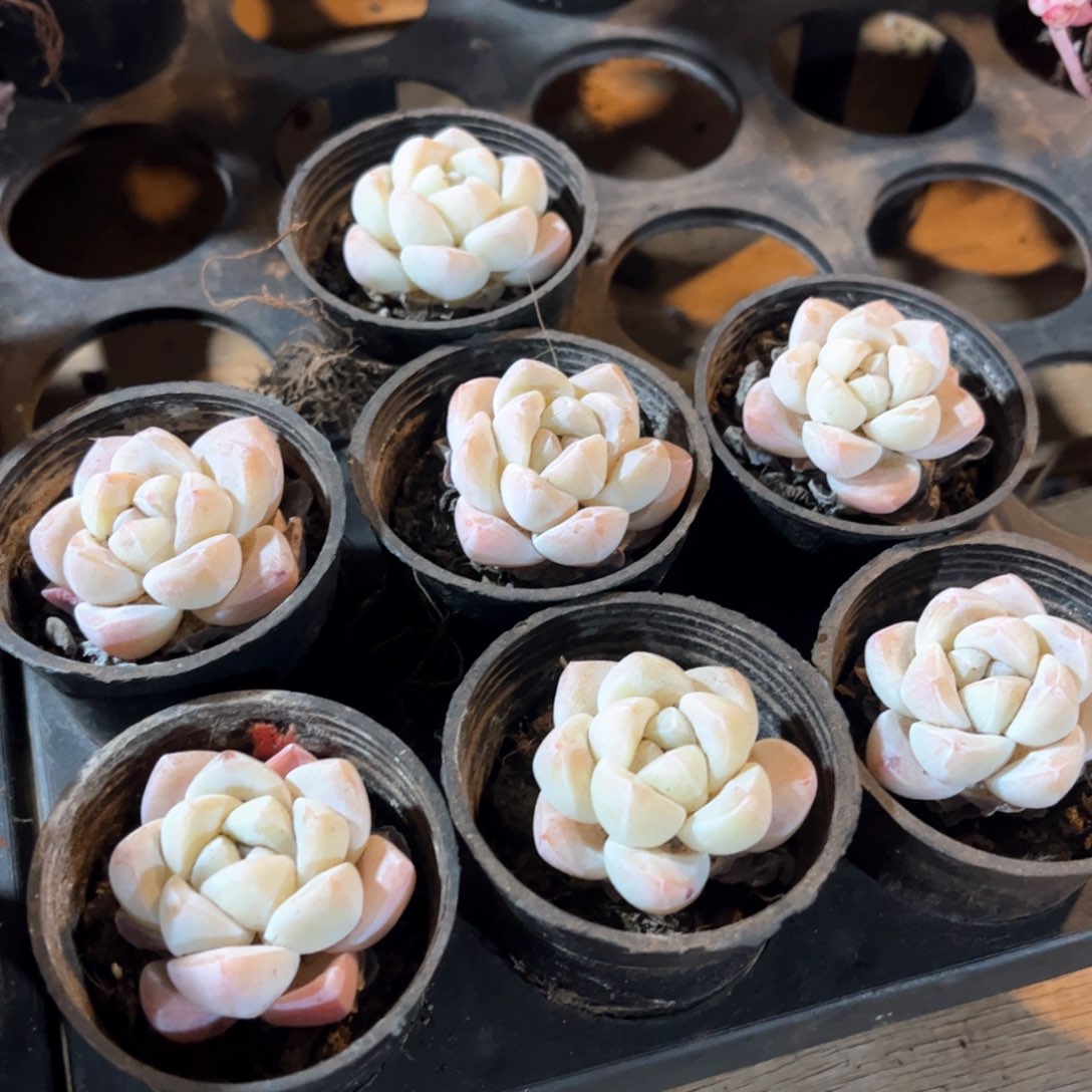 奶油冰玉小单头带盆土一颗