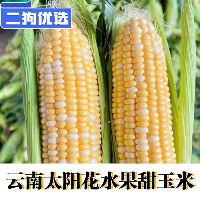 【二狗现摘】新鲜采摘云南水果甜玉米可生吃包谷低脂水果玉米