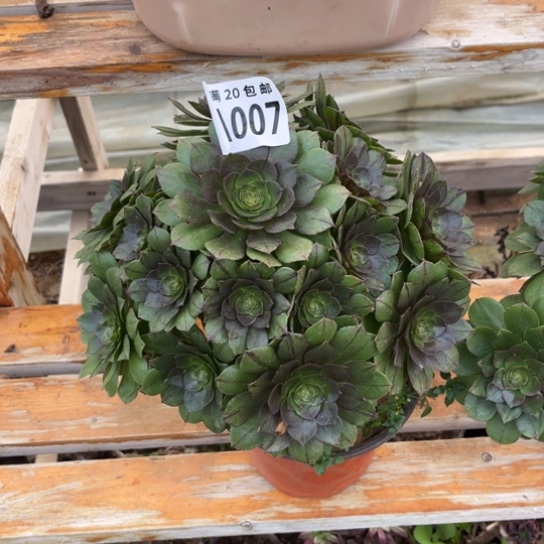 007万拉丝不包断枝