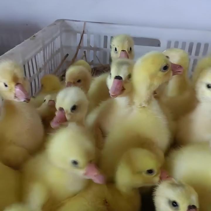 宠物鸭/娥/出壳/3-5天/2两左右