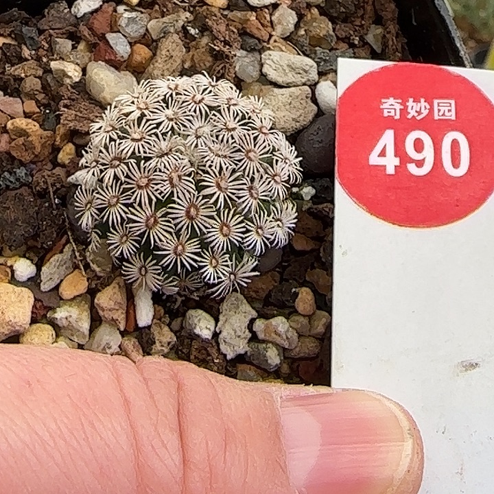 实生红花克氏丸2.2cm