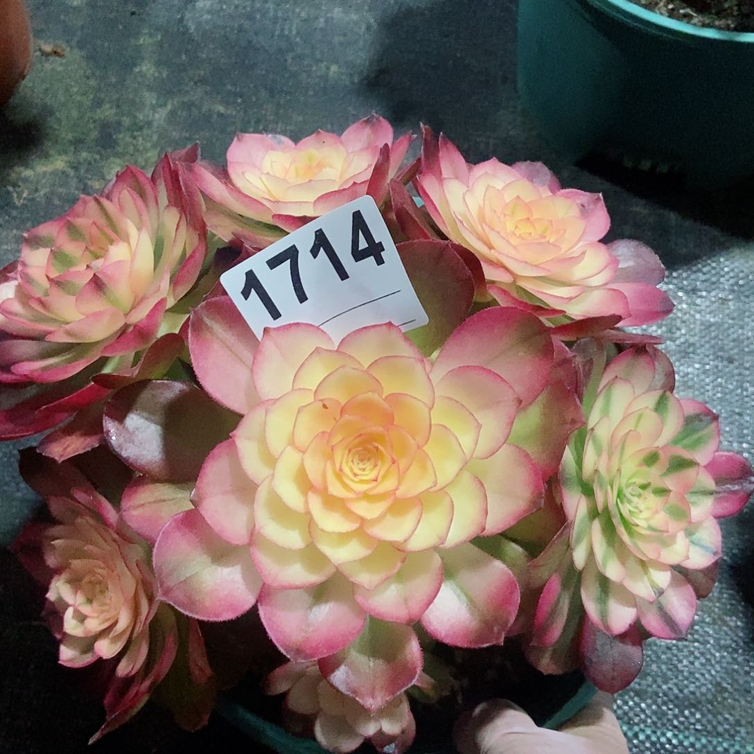 红陶1714荔枝4冠服20以上