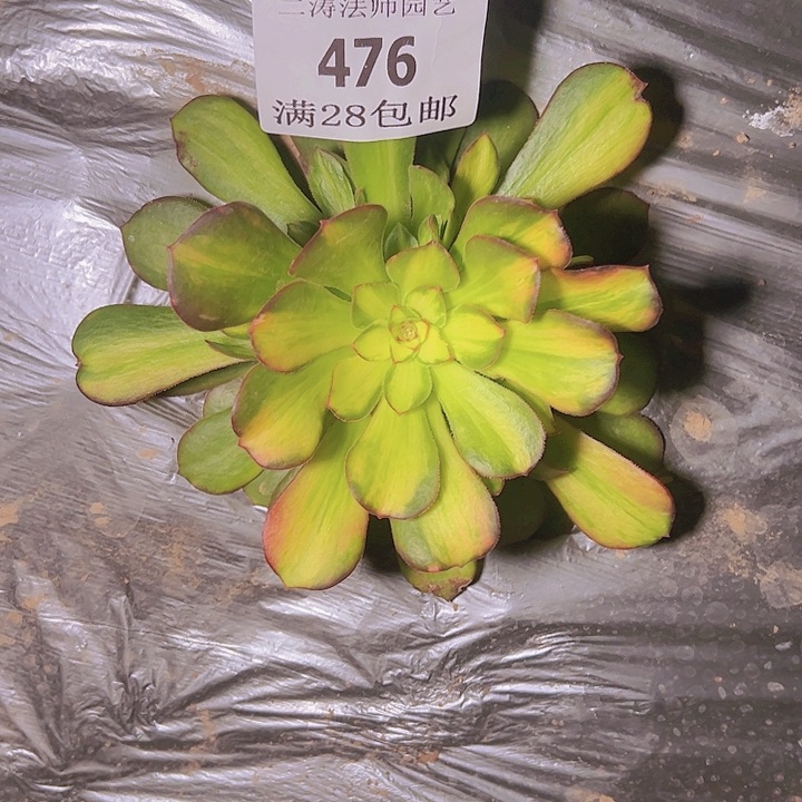 476绍修七彩多肉植物