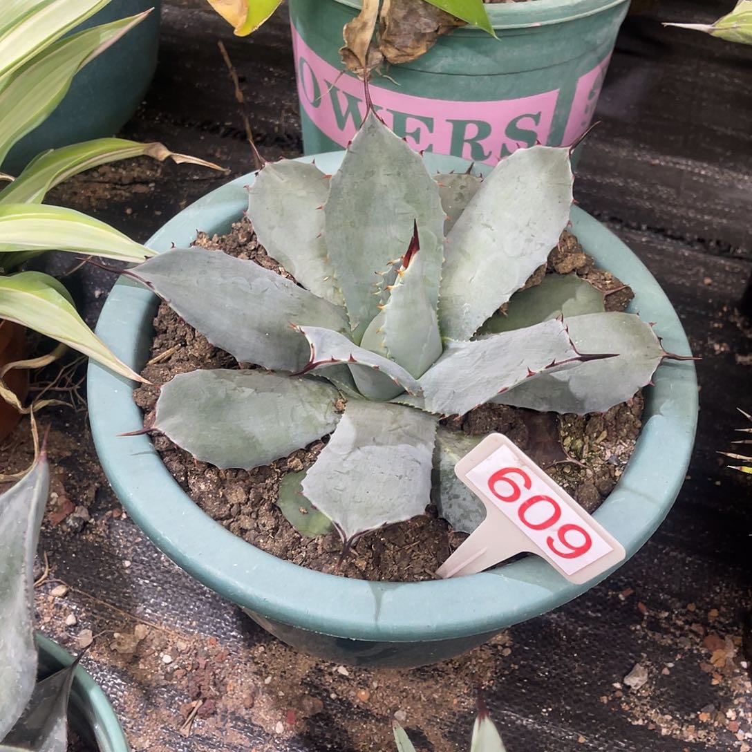 虚空藏高级灰23cm