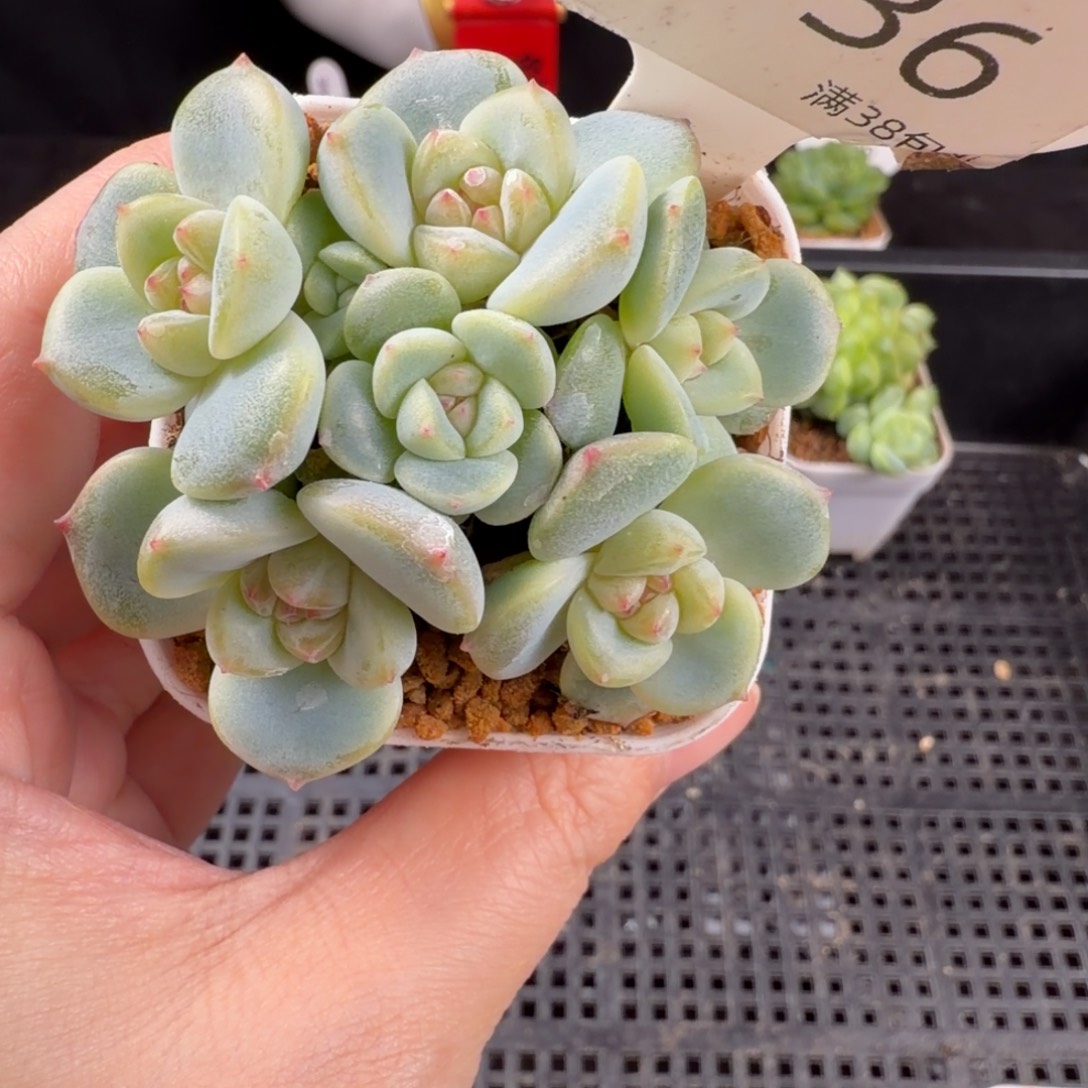 新月七头群136号一颗