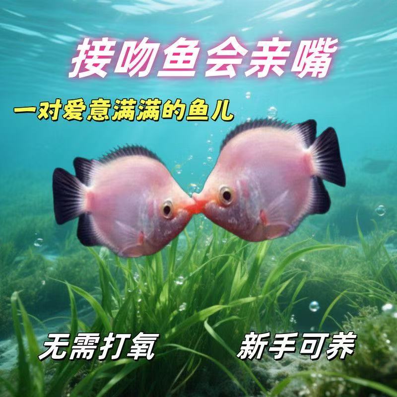 接吻鱼小型热带观赏鱼好养耐活除苔藻可爱宠物淡水鱼