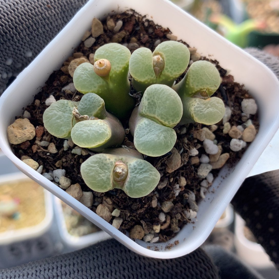 a978粉樱风铃母本