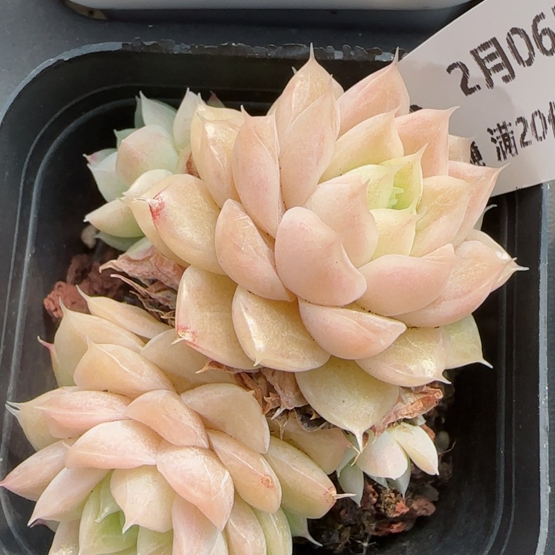 花语逸镜0206-435开播福利