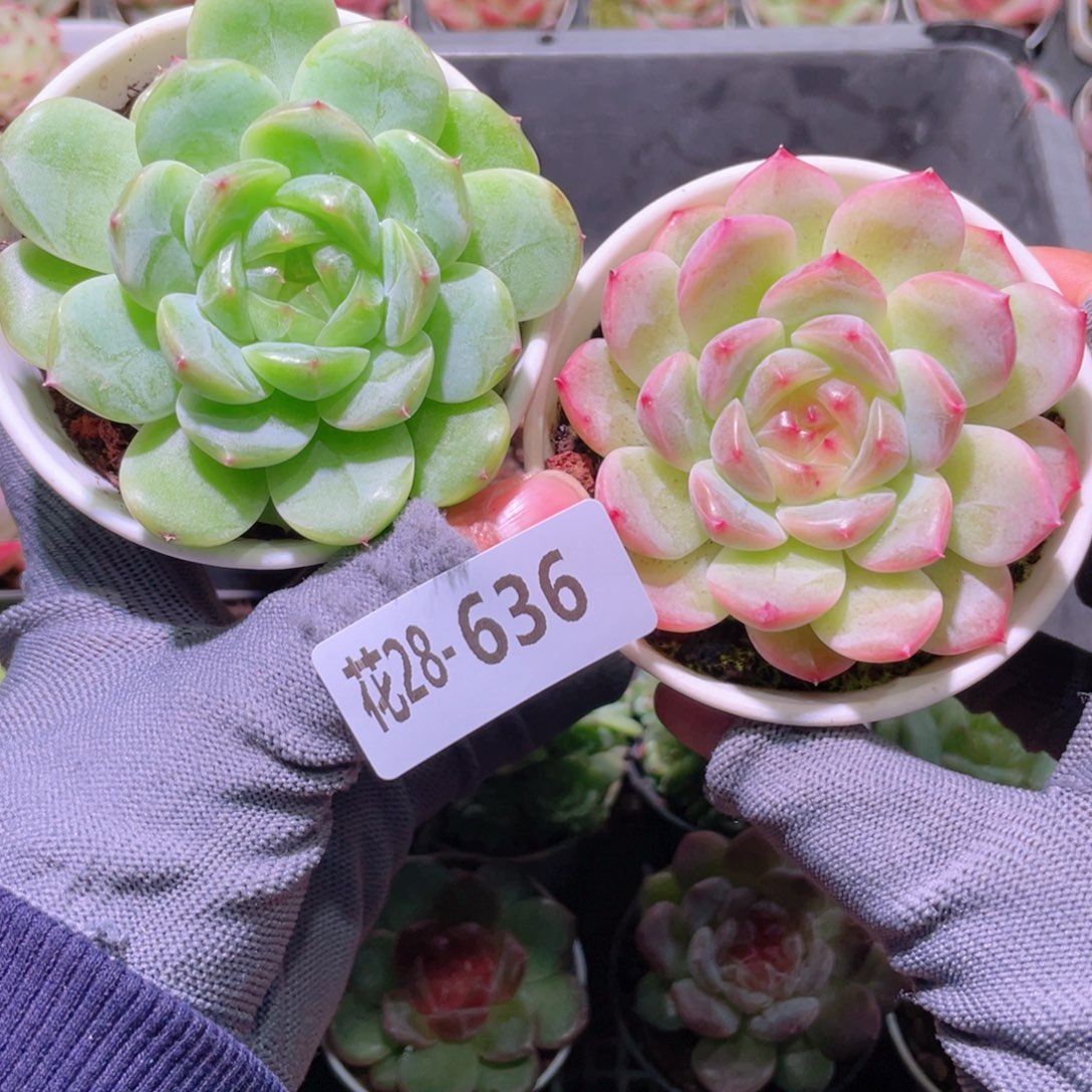 花利美28-636新品2颗