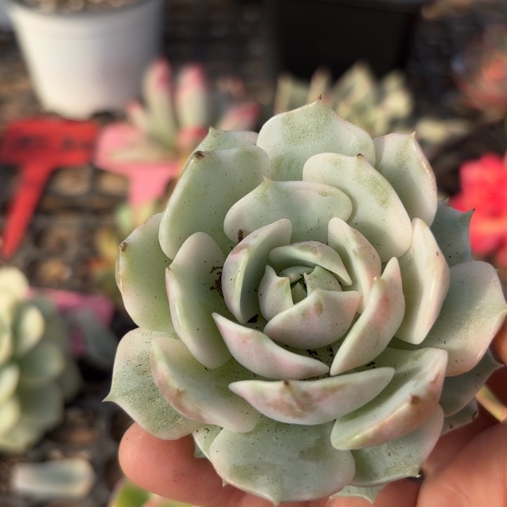 露娜莲锦多肉植物