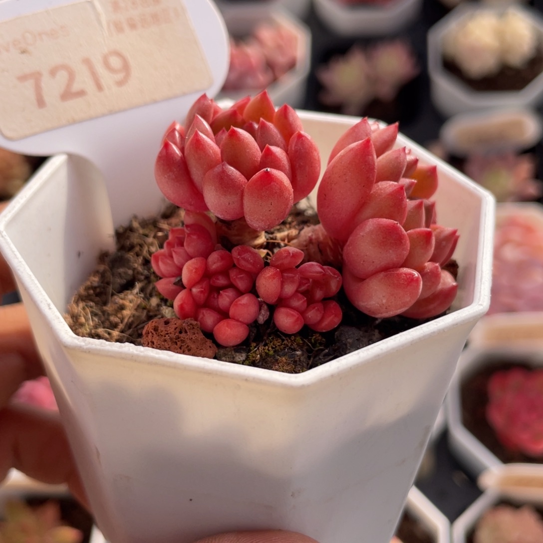 鸡血红宝石7219-4.5厘米