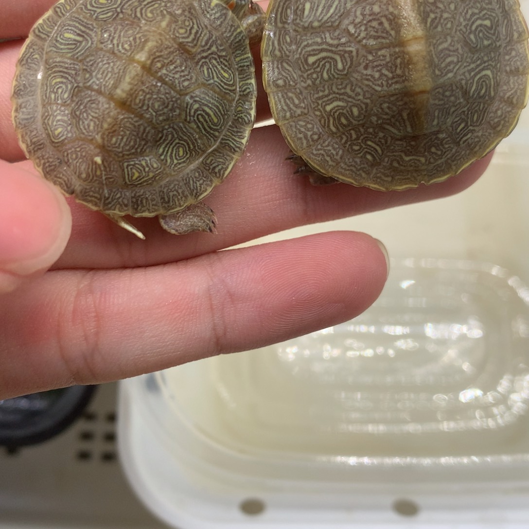 不分公母巴西彩龟