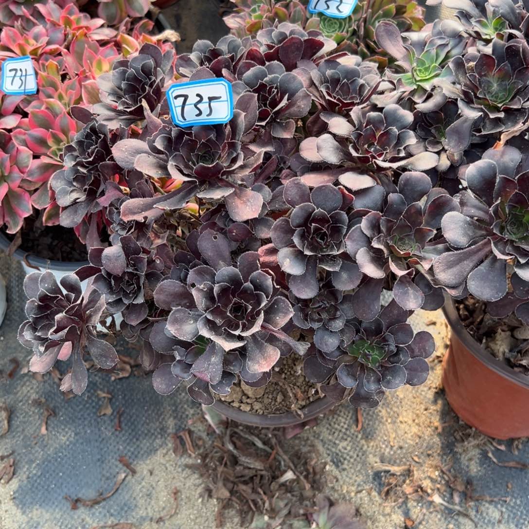 735黑法多肉植物法师多肉