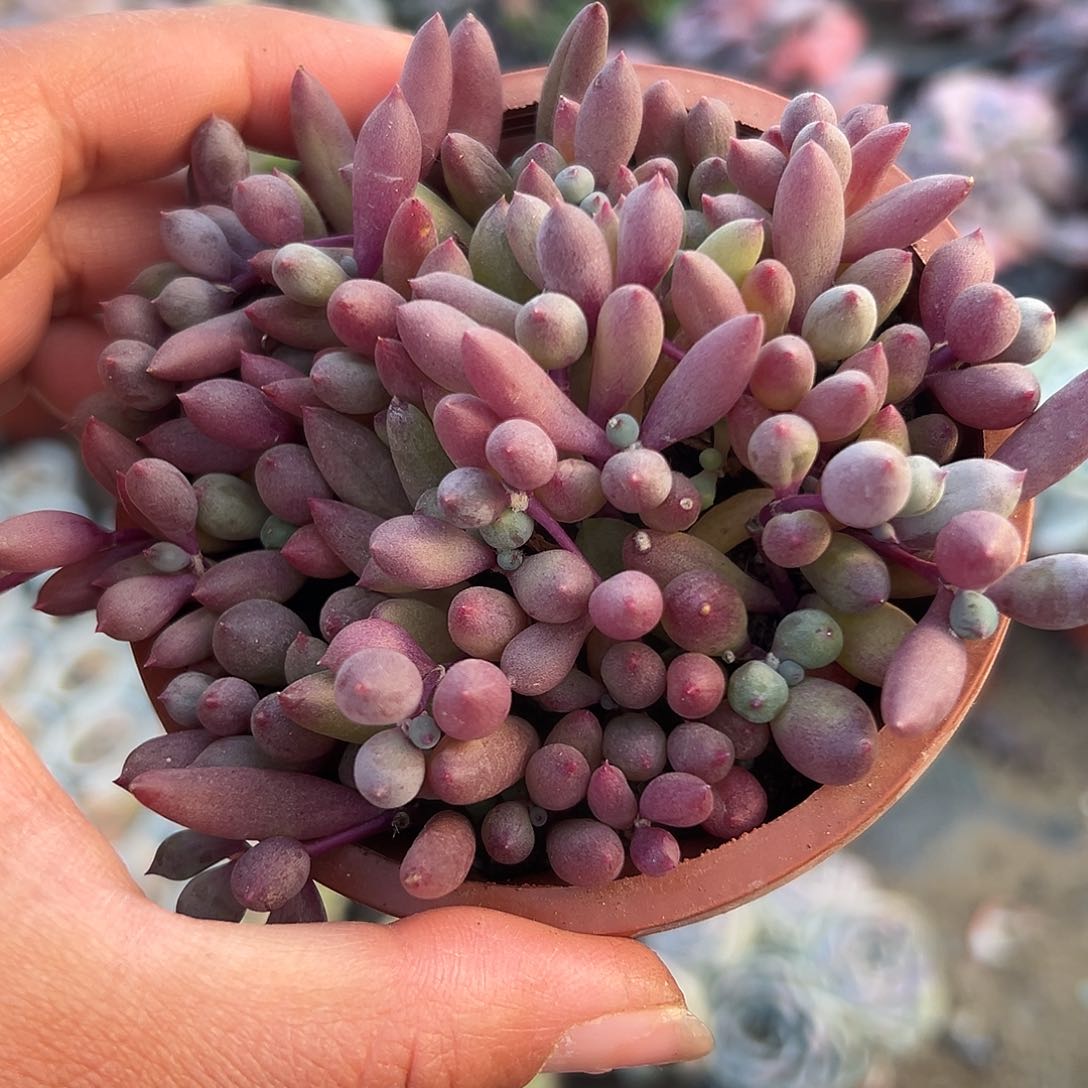 多肉植物紫玄月群