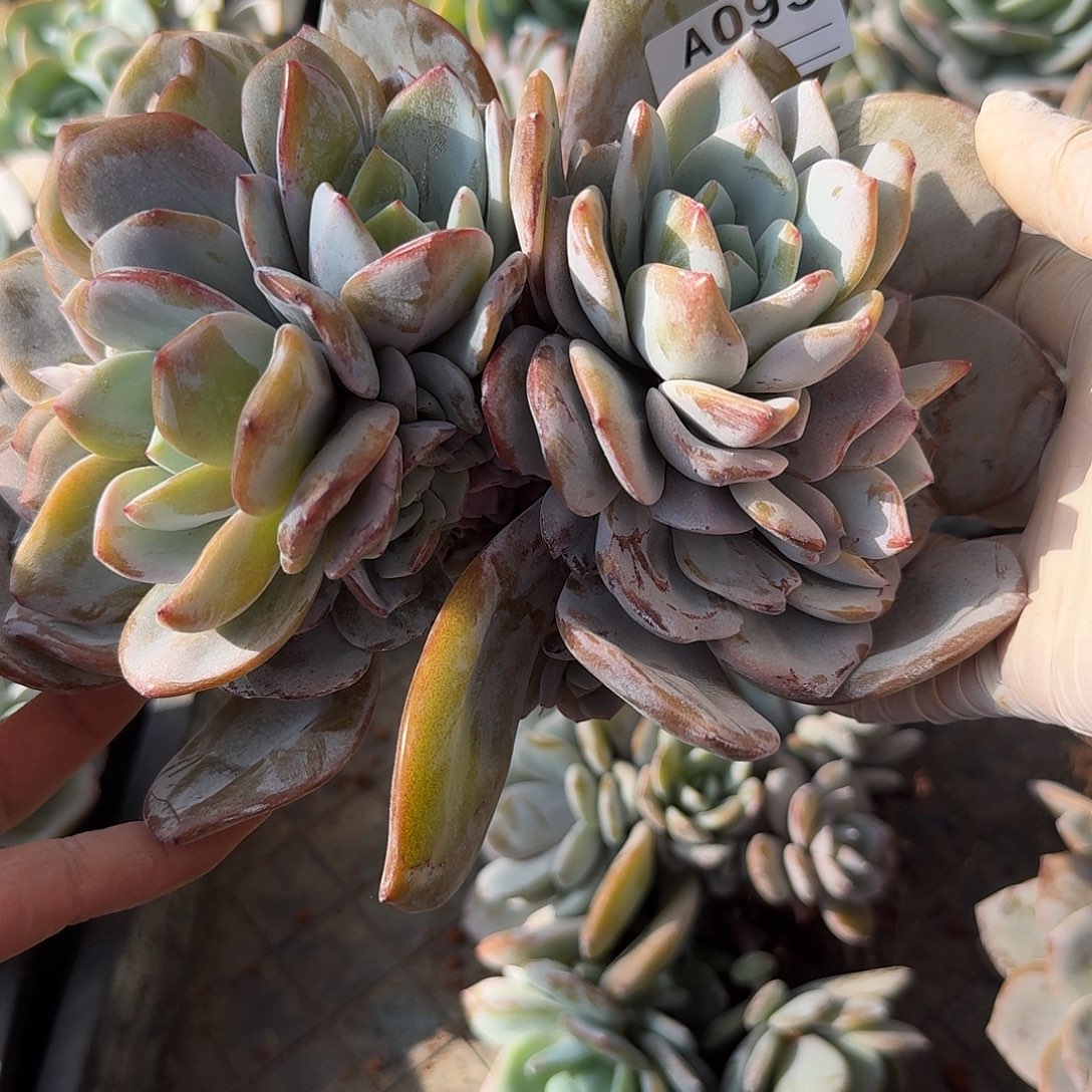 小***发A093 售后范围：签收起7天内