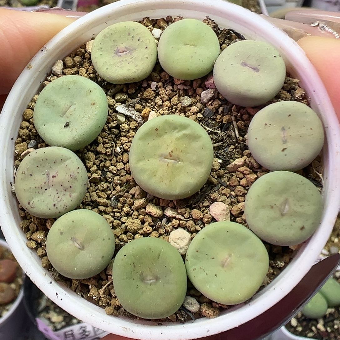 549大型红嘴带盆土发货