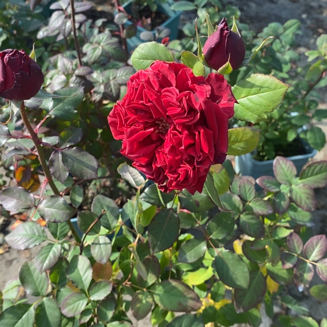 无花朵玫瑰红荣耀土球