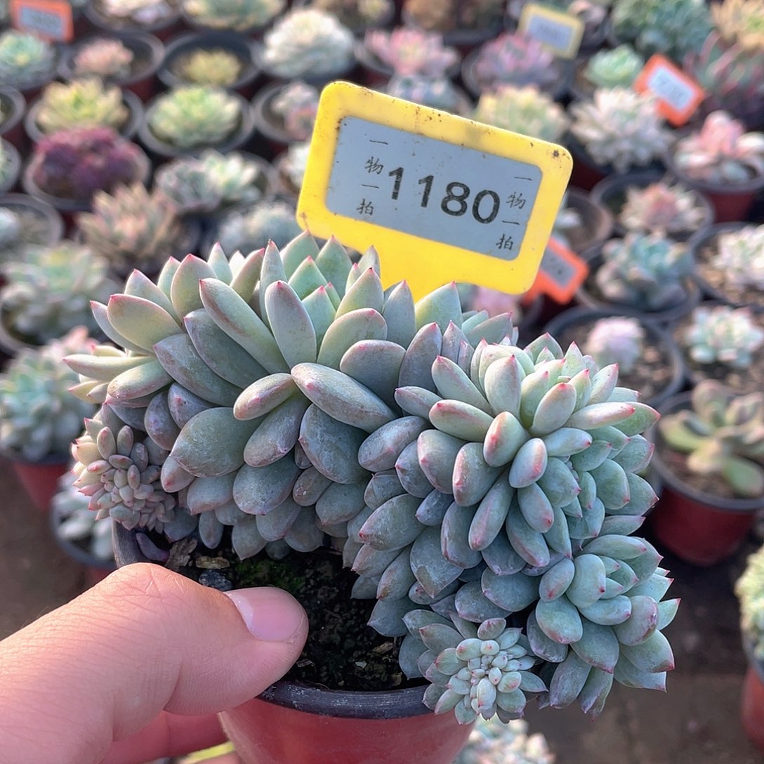 圈***圈1180号多肉植物盆栽