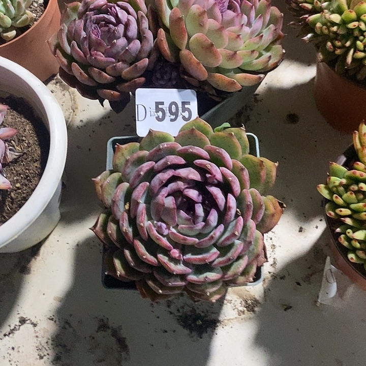 是***呀595蓝色妖姬多肉2颗多肉