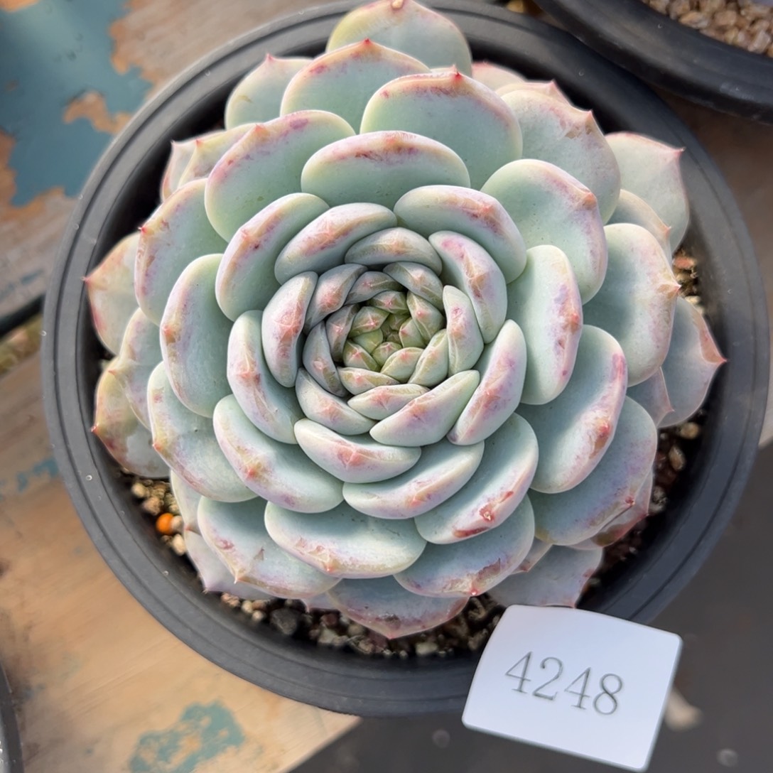 依*4248肉肉肉肉肉肉