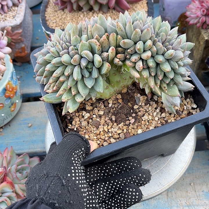 多肉植物一物一拍