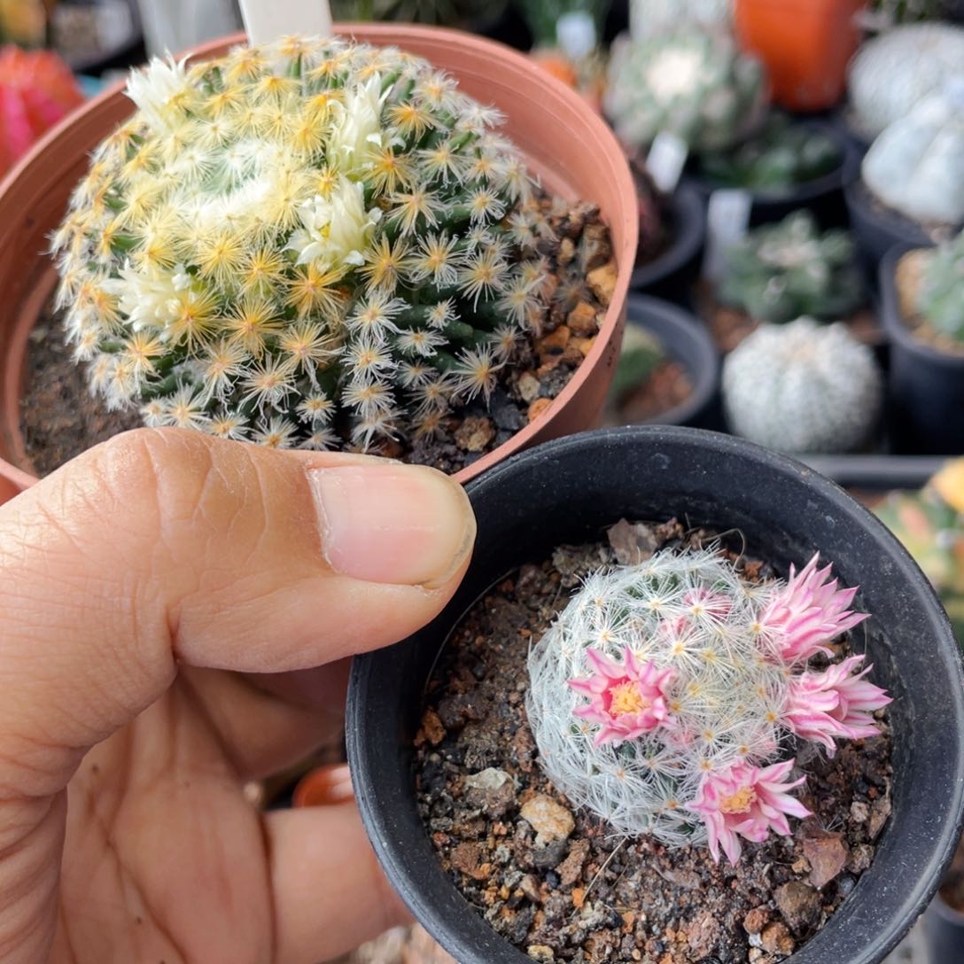 仙人球满28包邮盆口径5公分两颗