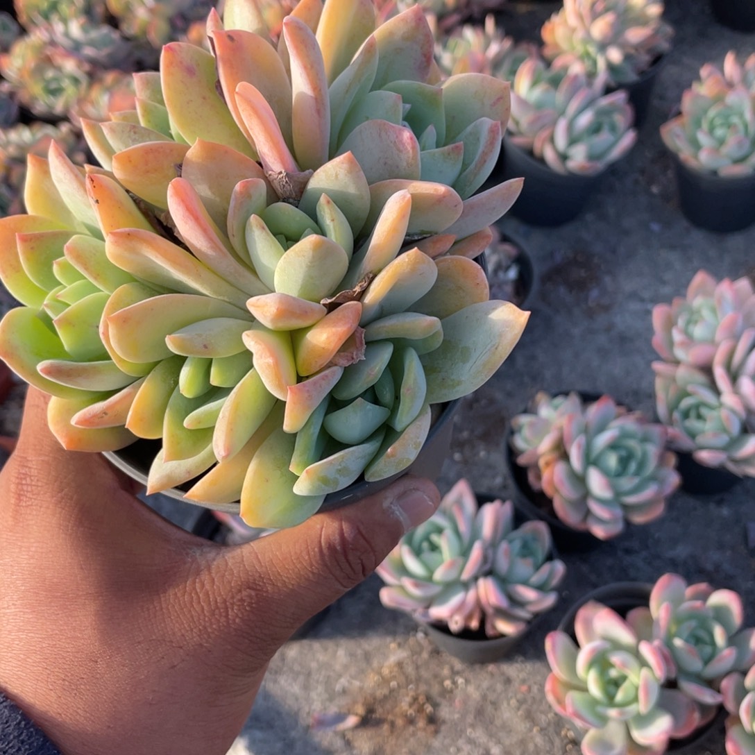 小****1055  凤橙  六月六