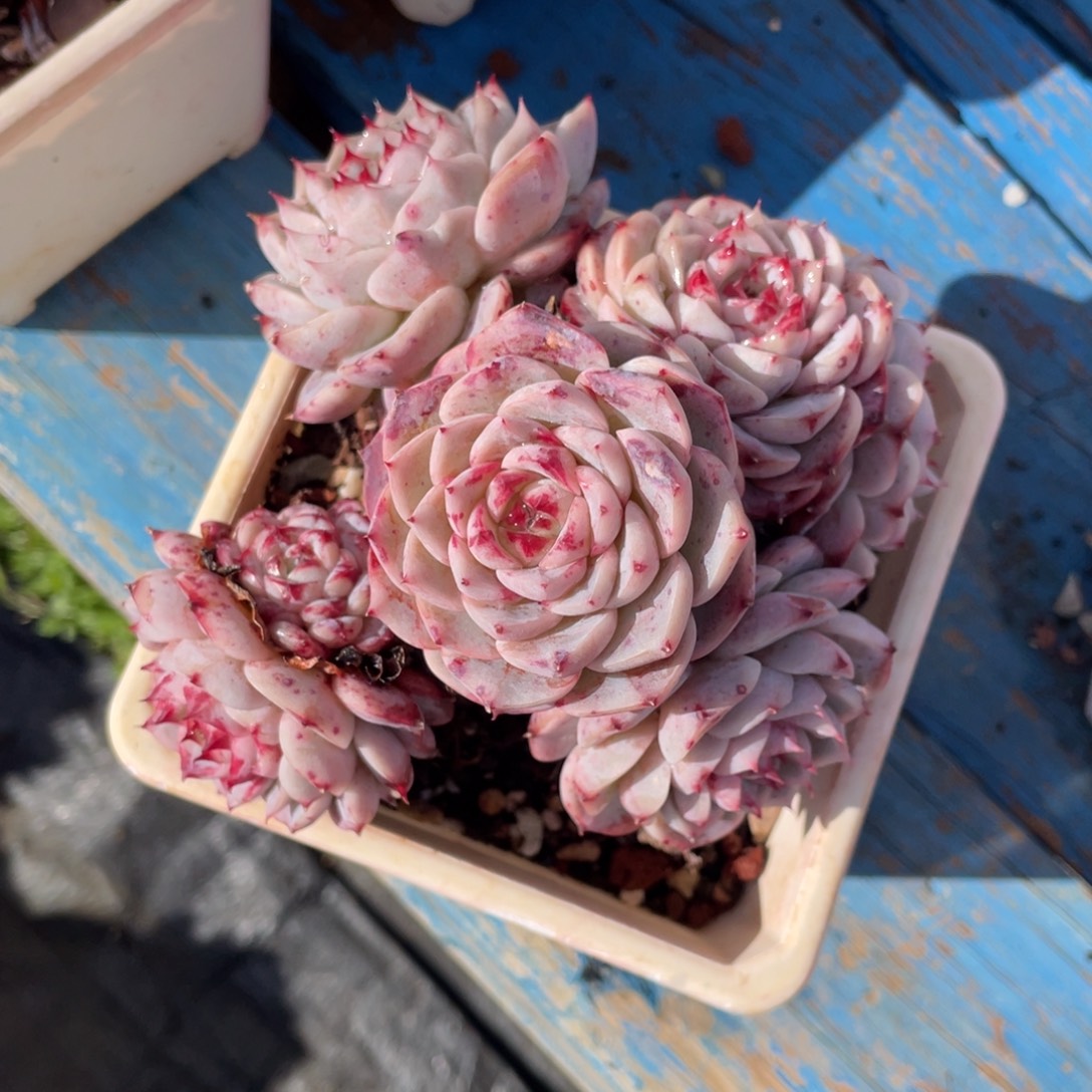 天鹅绒多肉植物盆栽多肉植物