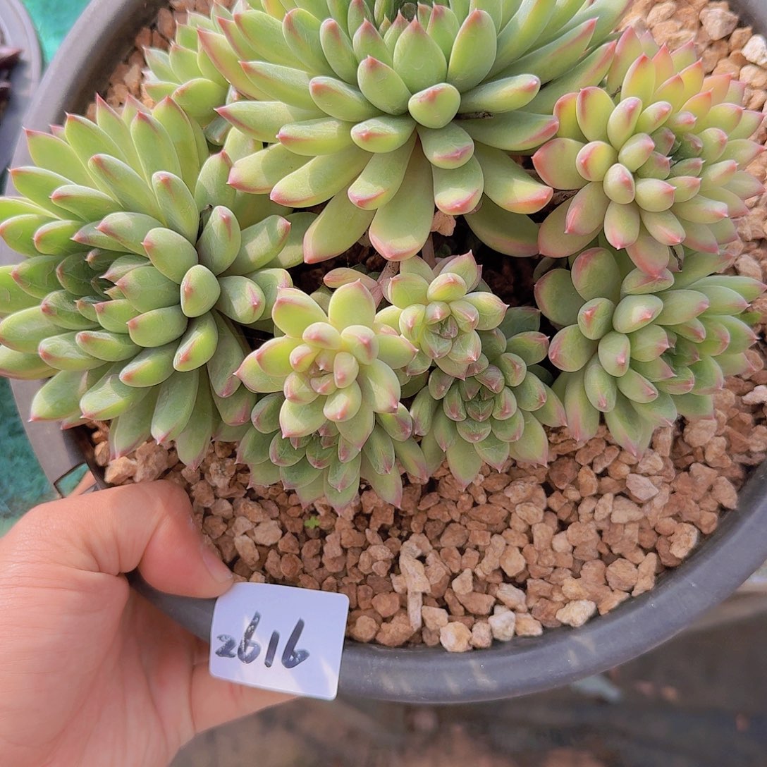 2616小幻熊多肉植物