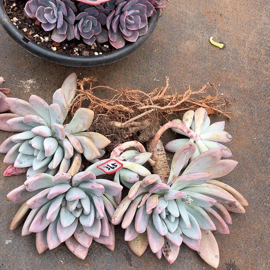 365奥普一物一拍多肉