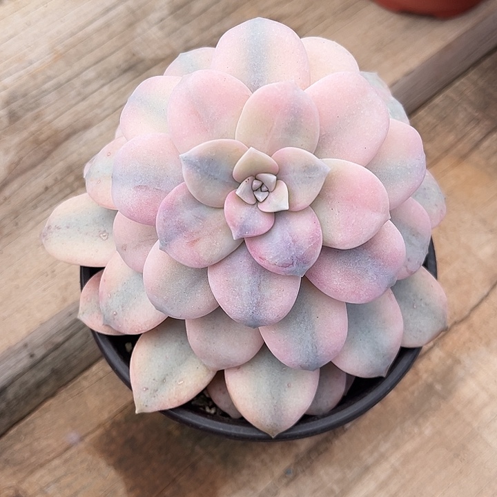 华丽风车锦，一物一拍