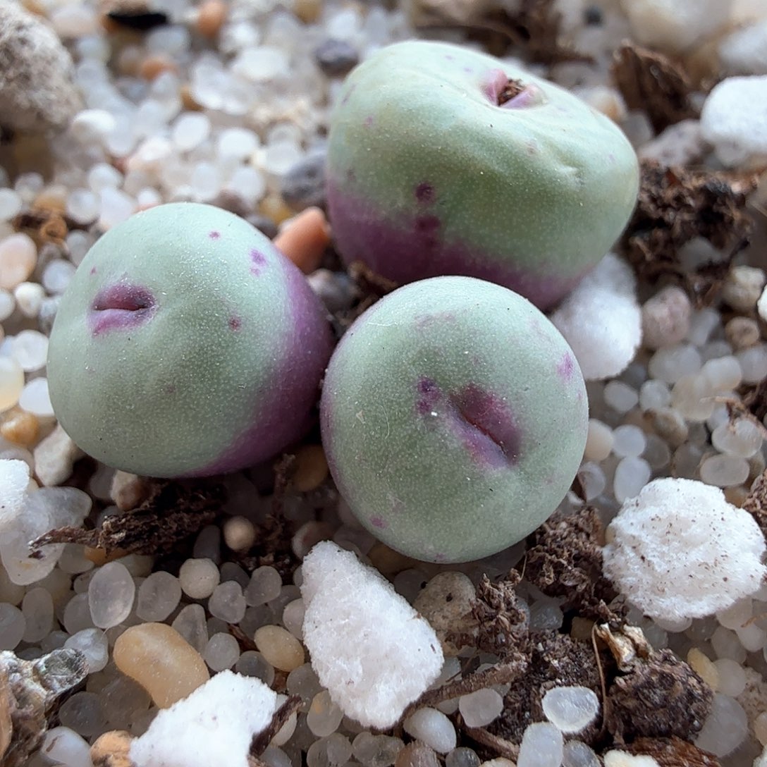 2.1.18/1380B红嘴特