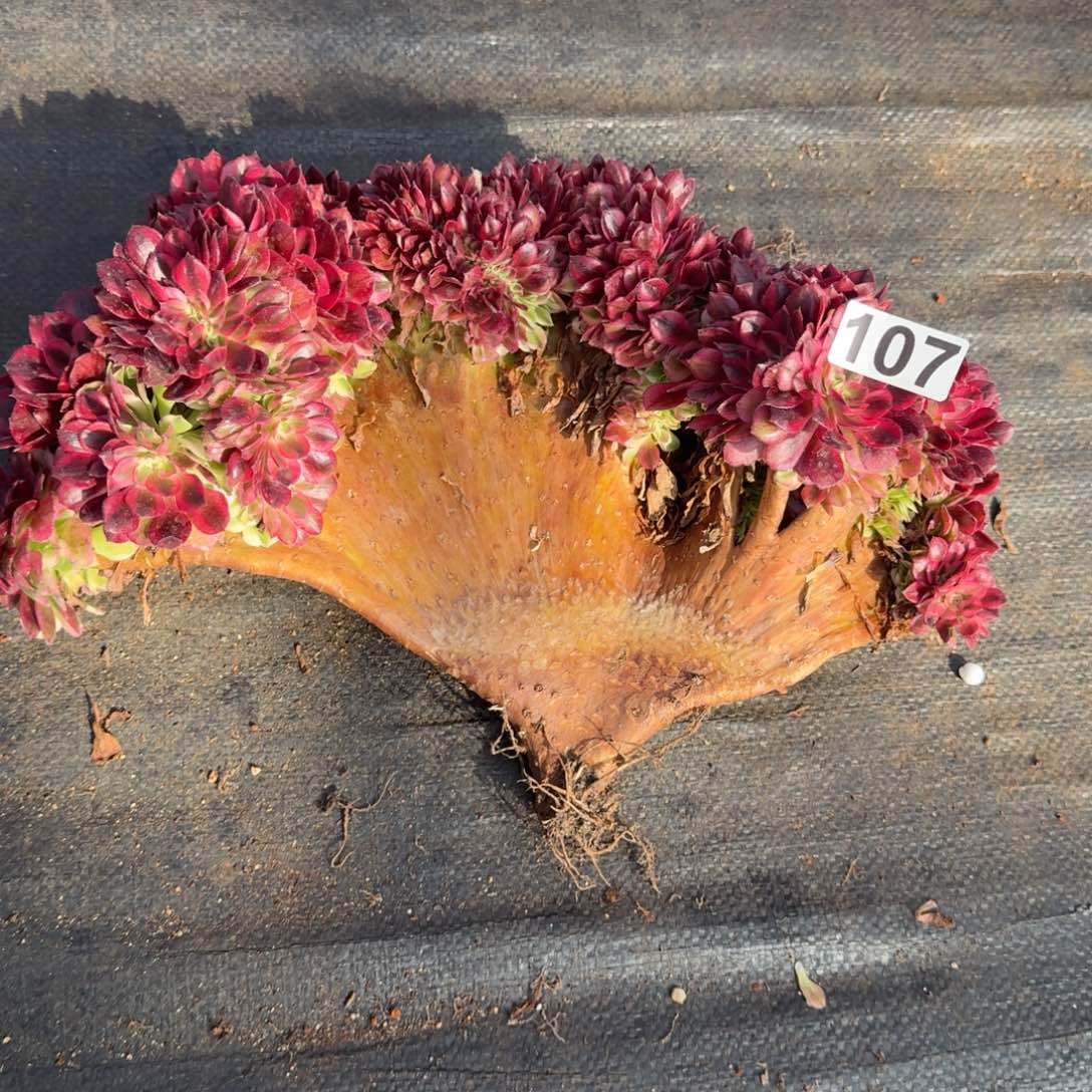 107多肉植物倾城缀有干伤特价