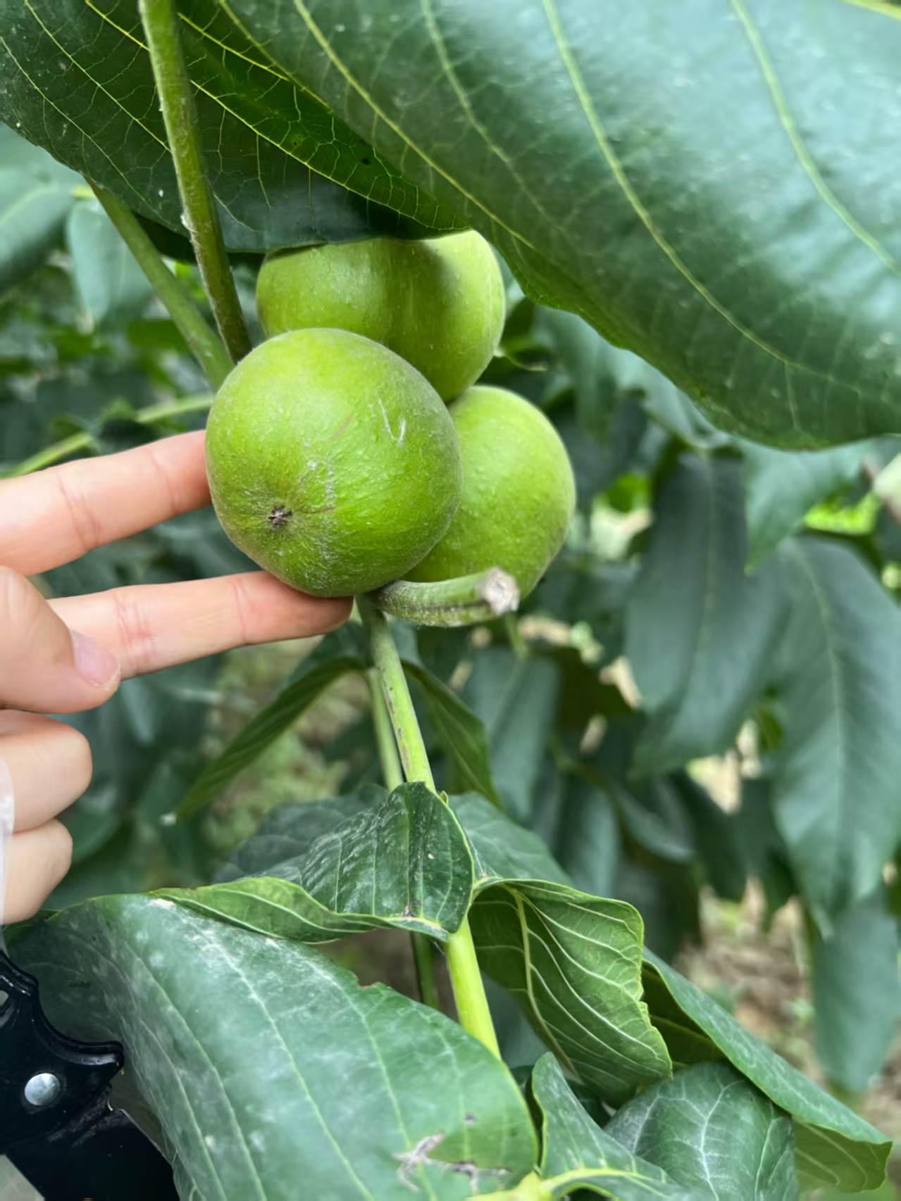 文玩核桃各种大众小众