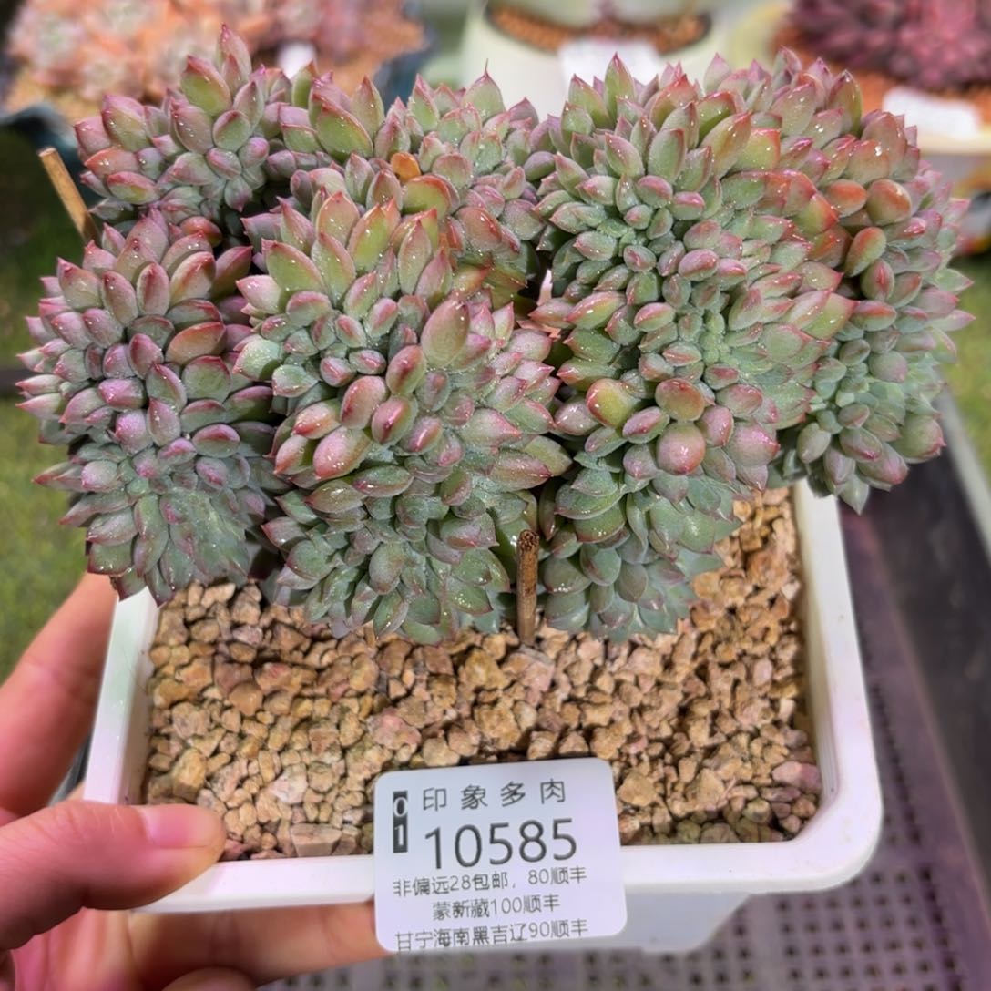 多肉植物10585fhhh