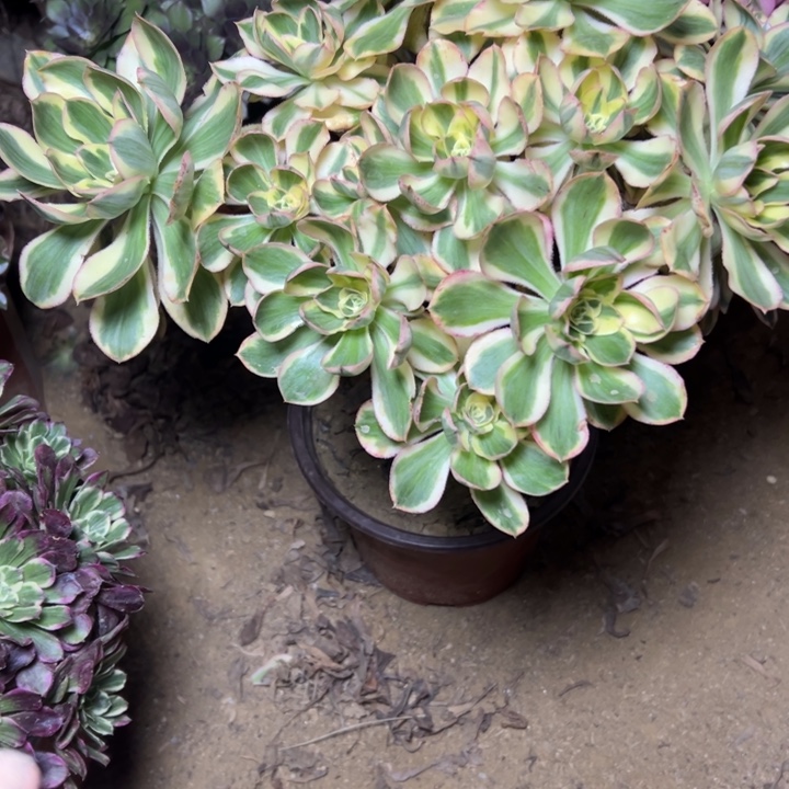 多肉植物艳姿法师78