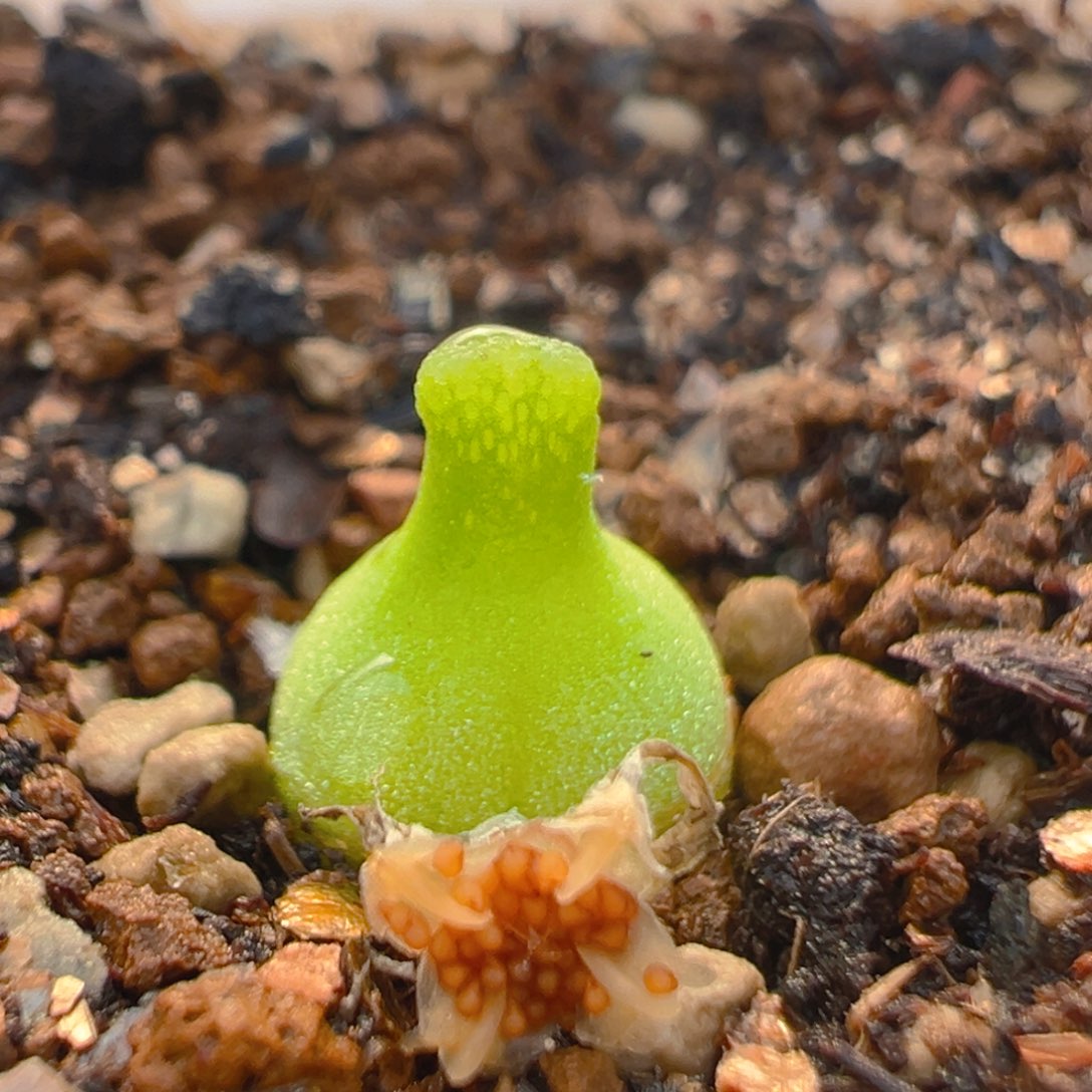 9多肉植物百科知识葫芦