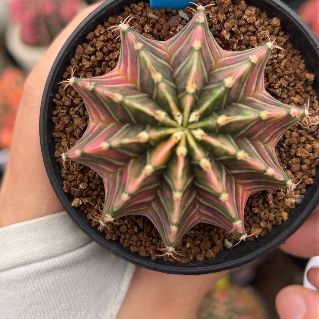 泰系实生肋骨锦200