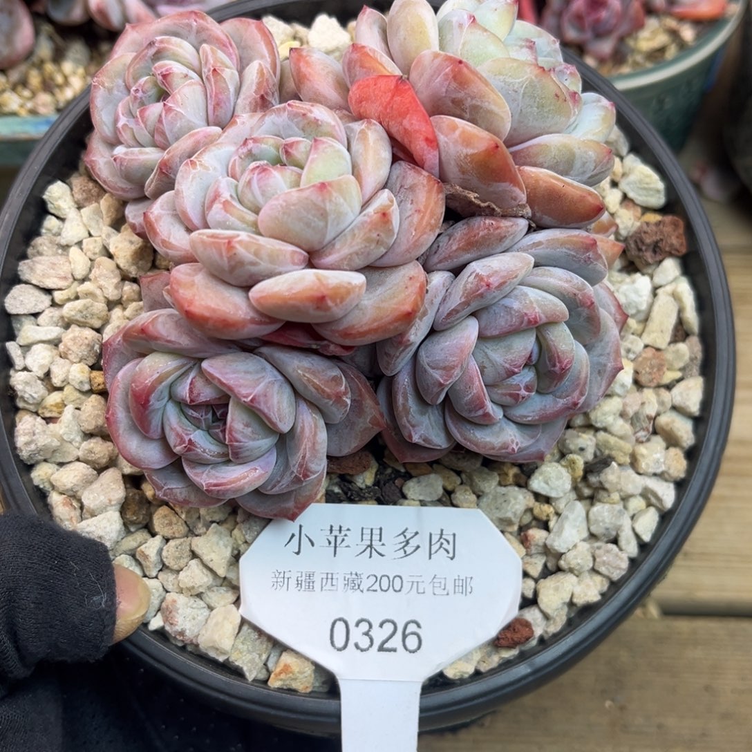 黄底紫心326/11cm5头