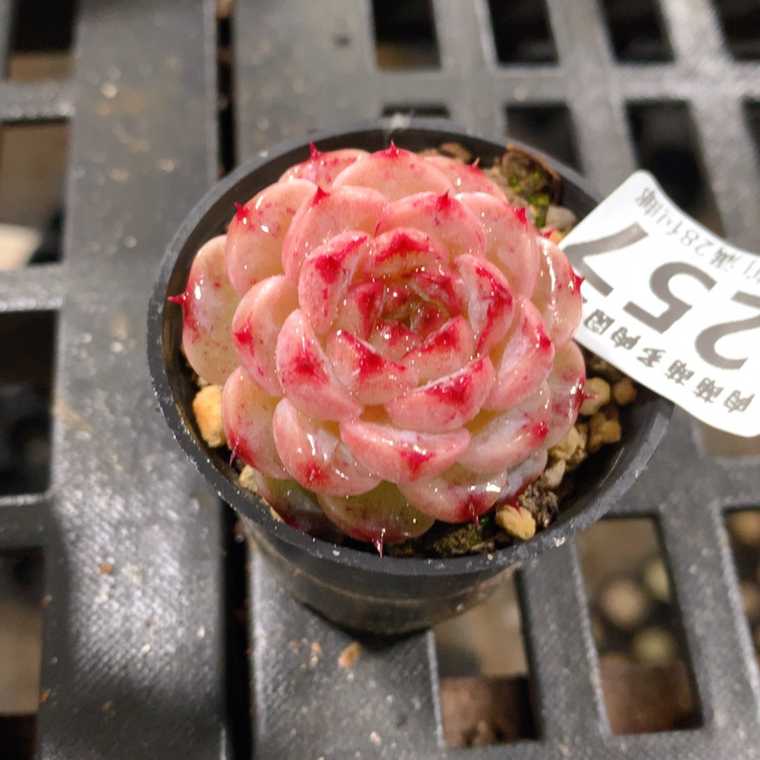 肉萌萌拇指盆精控多肉ZI257