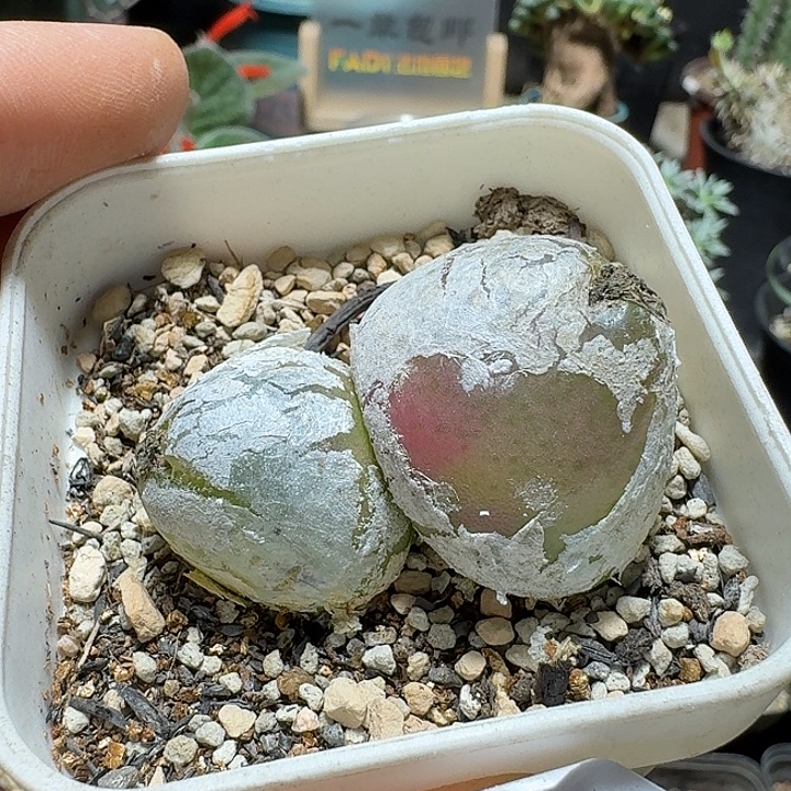 242双头灯泡带盆发货