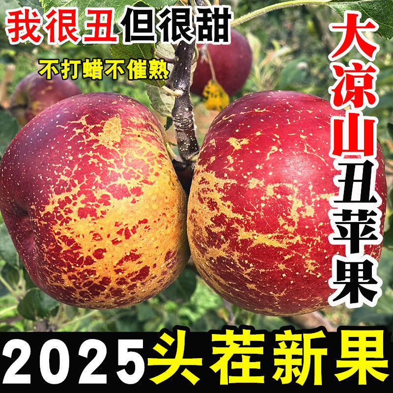 T四川大凉山盐源丑苹果脆甜多汁新鲜现摘应季水果产地直发