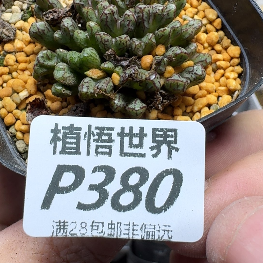 多肉植物的润泽wvb