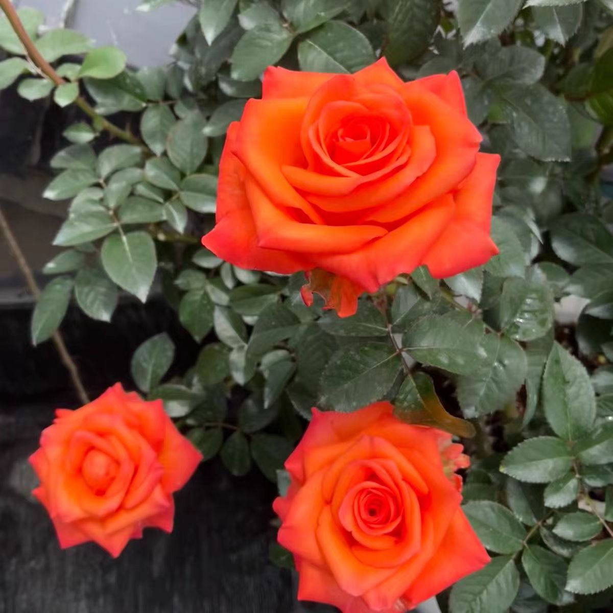 新品 尼克 月季花苗灌木大花切花玫瑰庭院阳台盆栽