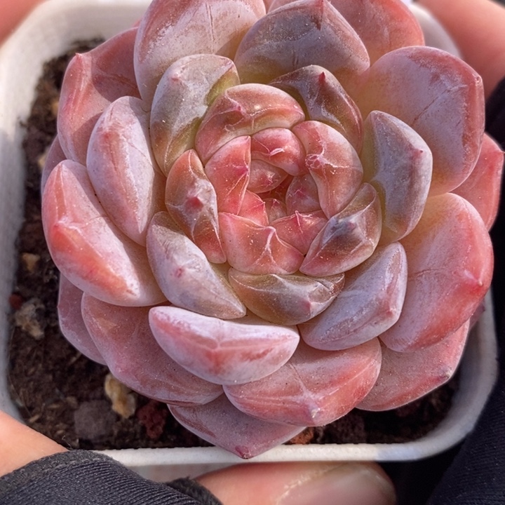 1205-526'粉魄多肉